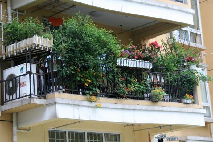 不同朝向的陽臺適合養(yǎng)殖哪些植物？